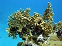 80- Millepore ou corail de feu - Kouare